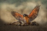 Eagle and snake war