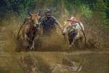 Mud bull race
