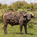 Oxpeckers and the buffalo