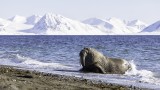 Walrus coming out of sea