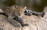 Leopard Staring Match