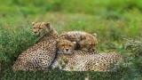 Cheetah family 0821-22-