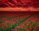 Fiery Dawn Sky Over Tulip Field