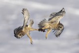 Short Eared owl fighting For Vole